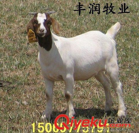 江蘇波爾山羊價(jià)格 江蘇波爾山羊養(yǎng)殖場 江蘇波爾山羊養(yǎng)殖前景