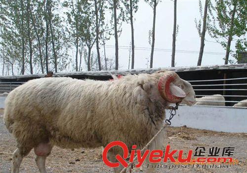 小尾寒羊羊羔 小尾寒羊大母羊 小尾寒羊種公羊 小尾寒羊養(yǎng)殖場(chǎng)