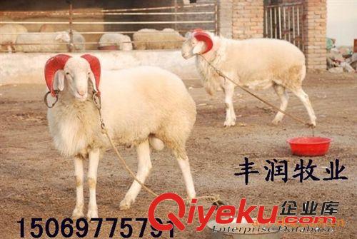 小尾寒羊羊羔 小尾寒羊大母羊 小尾寒羊種公羊 小尾寒羊養(yǎng)殖場(chǎng)