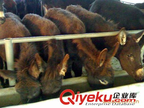 【驢】肉驢 改良肉驢 山東德州肉驢 育肥小驢駒 養(yǎng)殖肉驢效益