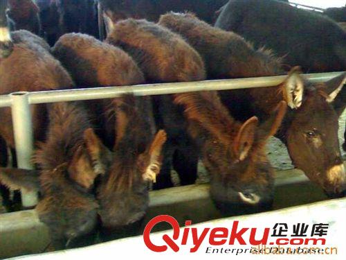 肉驢{zx1}價格|肉驢2010年價格行情|肉驢養(yǎng)殖場