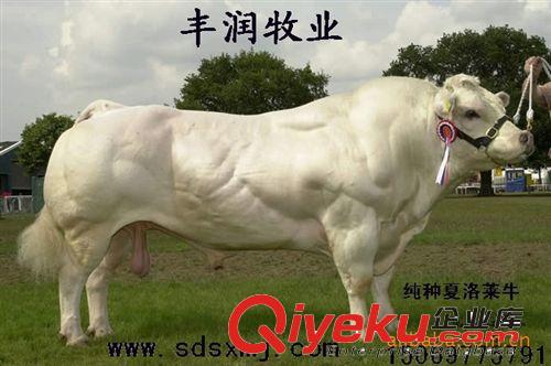 創(chuàng)業(yè)項目-農(nóng)民創(chuàng)業(yè)項目-養(yǎng)殖肉牛（致富快路）