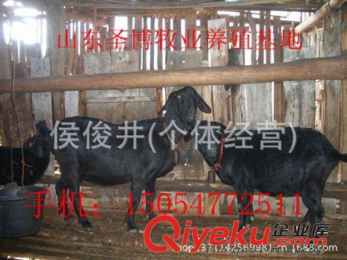 養羊選好品種 波爾山羊 小尾寒羊 黑山羊 種羊品種全