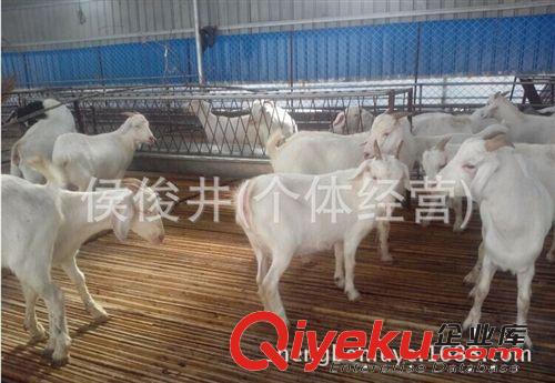 供應改良白山羊-提供養殖技術-免費運輸、貨到付款
