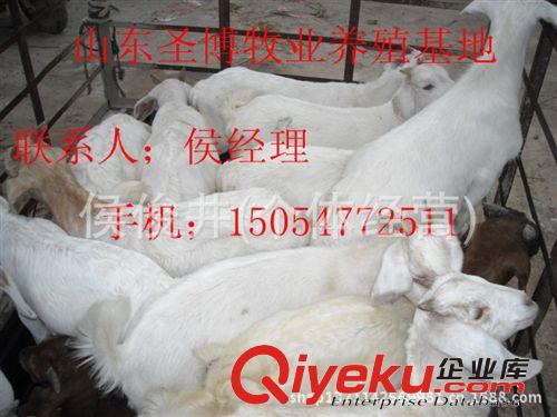 供應(yīng)白山羊價(jià)格分析≮牛羊技術(shù)≮畜牧局推薦 圣博牧業(yè)原始圖片2