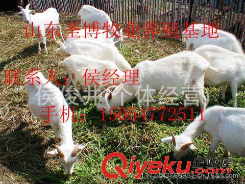 供應(yīng)白山羊價(jià)格分析≮牛羊技術(shù)≮畜牧局推薦 圣博牧業(yè)原始圖片3