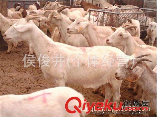 供應新鄉肉羊價格 白山羊養殖技術15054772511原始圖片2