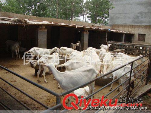育肥肉羊-山羊養殖場,白山羊圣博牧業