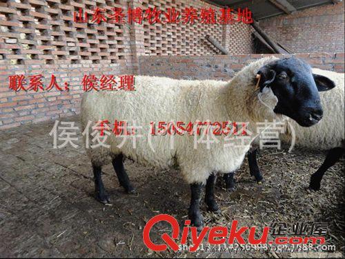 供應山東哪里有杜泊綿羊，肉羊養殖