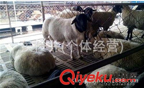供應山東哪里有杜泊綿羊，肉羊養殖