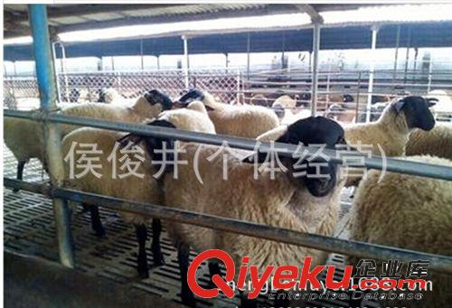 供應杜泊綿羊養殖場，杜泊綿羊價格原始圖片3