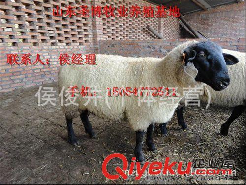 供應(yīng)杜泊綿羊適合在什么地區(qū)飼養(yǎng)？15054772511