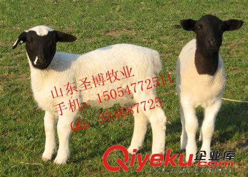 供應杜泊綿羊適合在什么地區(qū)飼養(yǎng)？15054772511
