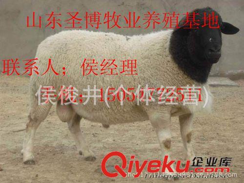 杜泊羊養殖場供應杜泊羊羊崽 圣博牧業