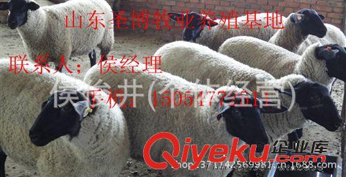 杜泊羊養殖場供應杜泊羊羊崽 圣博牧業