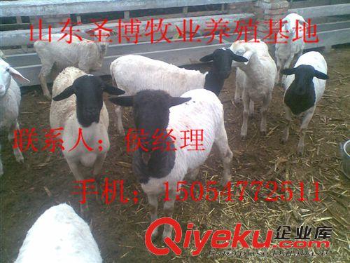杜泊羊養殖場供應杜泊羊羊崽 圣博牧業