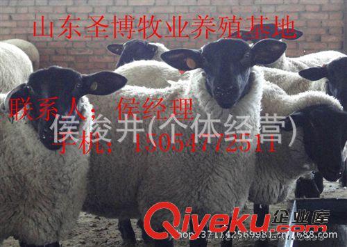 黑頭杜泊綿羊、純種杜泊綿羊多少錢15054772511