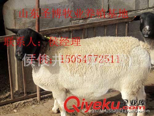 黑頭杜泊綿羊、純種杜泊綿羊多少錢15054772511