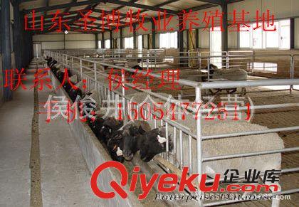 黑頭杜泊綿羊、純種杜泊綿羊多少錢15054772511