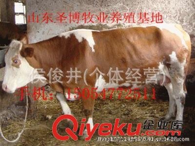 西門塔爾牛價(jià)格 肉牛犢長勢 疾病預(yù)防 免費(fèi)提供肉牛犢技術(shù)