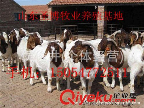 波爾山羊多少錢一只波爾山羊飼養(yǎng)方法小尾寒羊原始圖片3