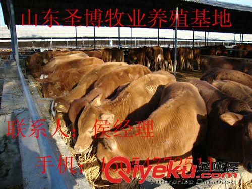 波爾山羊 改良牛 魯西黃牛 夏洛萊牛  肉牛犢