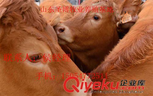 波爾山羊 改良牛 魯西黃牛 夏洛萊牛  肉牛犢