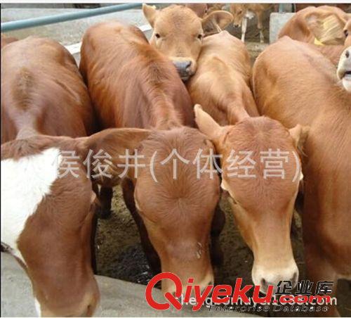 供應魯西黃牛價格 魯西黃牛養殖利 魯西黃牛利潤分析