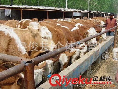 供應魯西黃牛價格 魯西黃牛養殖利 魯西黃牛利潤分析
