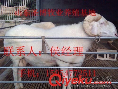 小尾寒羊雜交改良的效果及利潤 圣博牧業原始圖片3
