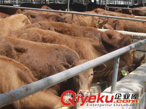 10頭肉牛多少錢 山東肉牛場 圈養肉牛