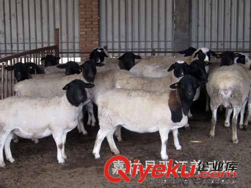 波爾山羊一年產幾胎 肉羊一窩幾只