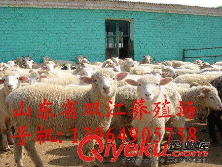 波爾山羊一年產幾胎 肉羊一窩幾只