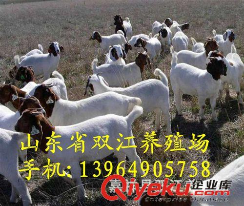 山東波爾山羊養(yǎng)殖 小波爾山羊羔價(jià)格 一代波爾山羊