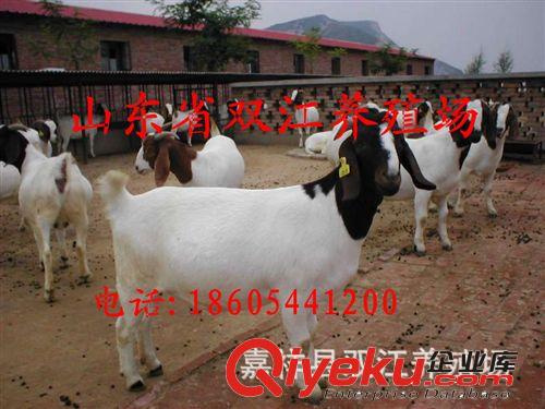山東波爾山羊養(yǎng)殖 小波爾山羊羔價(jià)格 一代波爾山羊