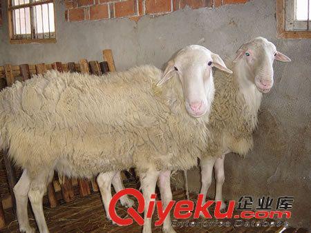 河北小尾寒羊 吉林綿羊養殖 內蒙古小尾綿羊