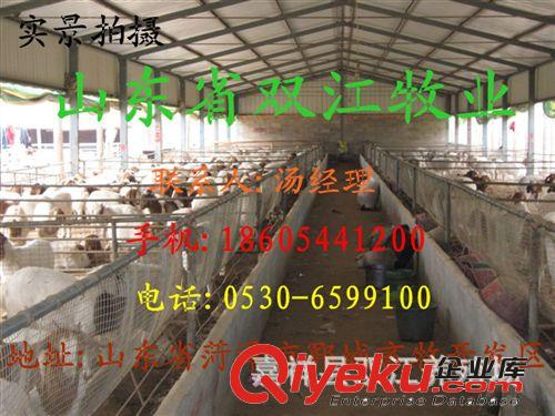 山東一只肉羊多少錢 好品種的肉羊品種