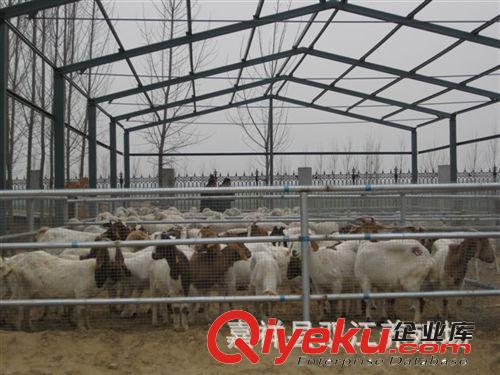 山東一只肉羊多少錢 好品種的肉羊品種