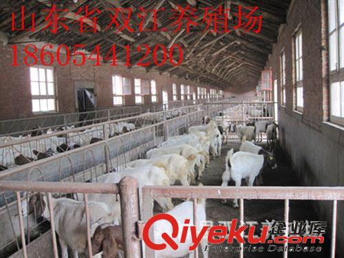 山東一只肉羊多少錢 好品種的肉羊品種