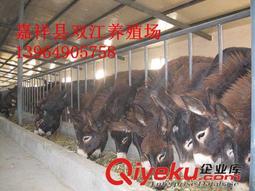 購買肉驢,免費送肉驢送到家,肉驢貨到付款