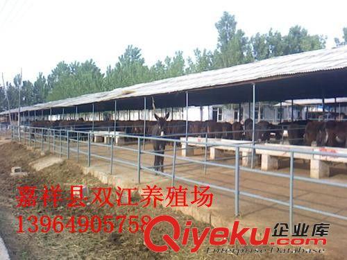 購買肉驢,免費送肉驢送到家,肉驢貨到付款