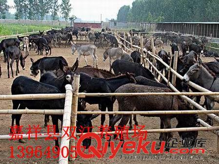 肉驢仔價格 山東肉驢多少錢一頭原始圖片2