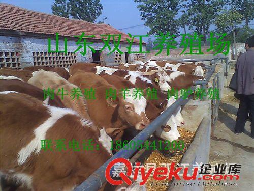 肉驢仔價格 山東肉驢多少錢一頭原始圖片3