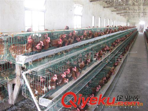 雞籠 大雞籠 蛋雞籠 河南雞籠 金鳳雞籠 安陽雞籠原始圖片3