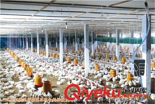 熱風(fēng)爐養(yǎng)殖 育雛專用 九陽15萬大卡雙風(fēng)機(jī)熱風(fēng)爐  {dy}品牌原始圖片3
