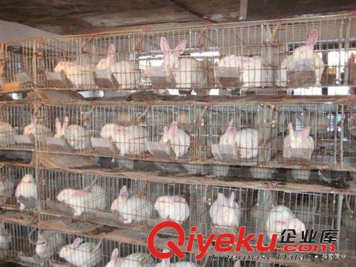 生產(chǎn)4層20位優(yōu)質(zhì)彩鍍鋅 加粗型 商品兔籠 育肥兔籠 廠家直銷