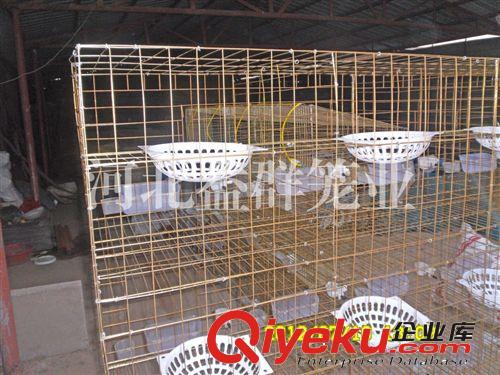 生產(chǎn)優(yōu)質(zhì)彩色鍍鋅4層16位廣式鴿籠 廠家直銷 全國批發(fā)零售原始圖片2