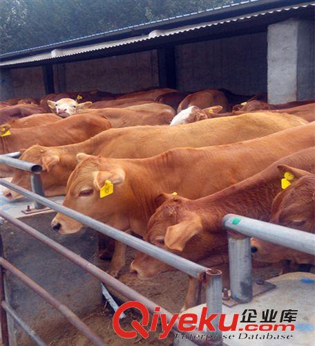 网络直销纯正个体养殖场肉牛 肉牛价格面谈 十头以上免费运输