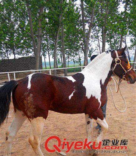 肉驢8元一斤 過稱開賣 賣肉驢到牧然個(gè)體養(yǎng)殖場