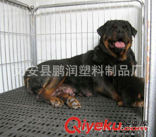 生产批发供应狗舍，犬场产房保育床，肉狗育肥塑料漏粪地板